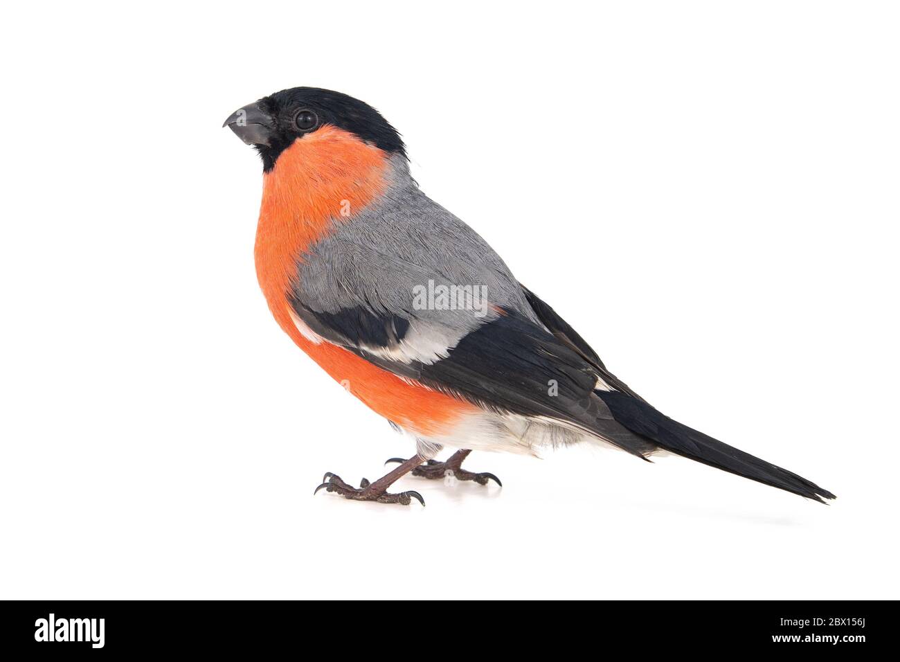 Bullfinch eurasien, mâle, Pyrrhula pyrrhula isolé sur fond blanc. Banque D'Images