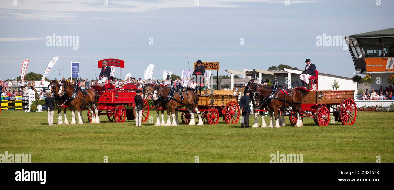 Exposition de chevaux et de charrettes traditionnels tirés par des chevaux lourds Clydesdale au Great Yorkshire Show Banque D'Images