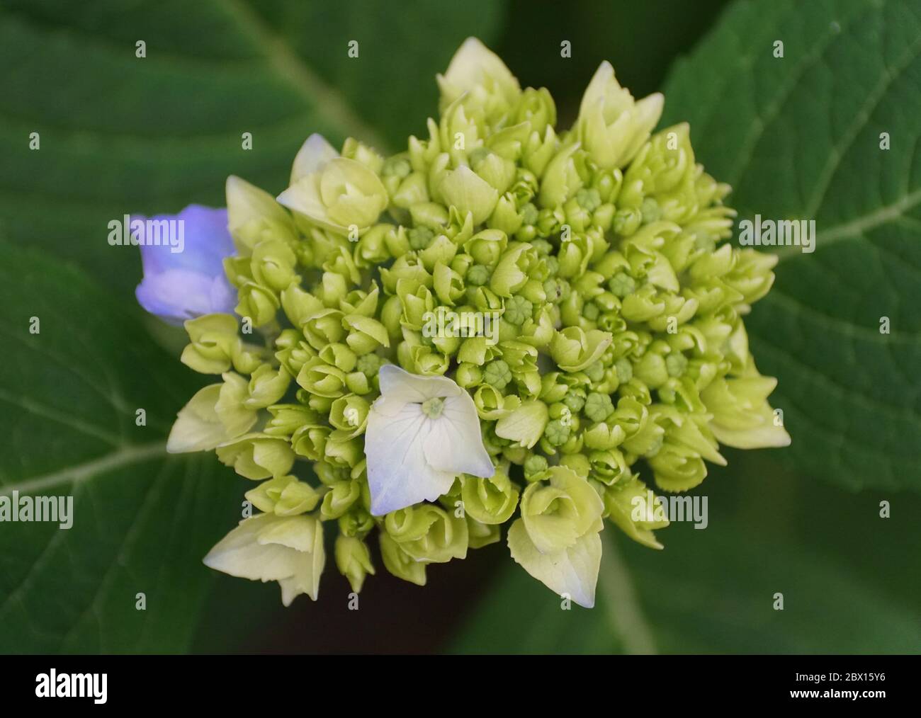 Le stade précoce de l'hortensia fleurit au printemps Banque D'Images