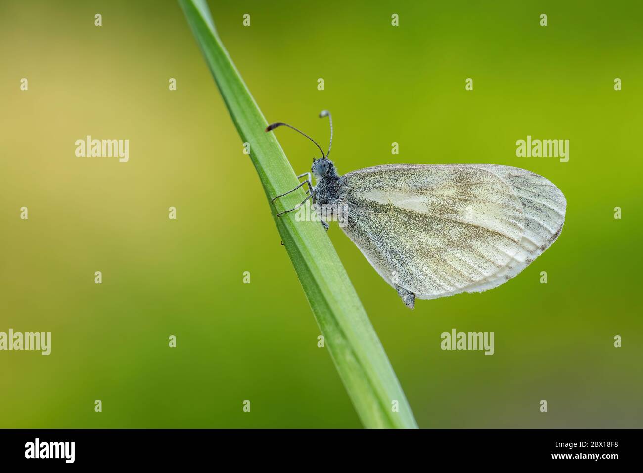 Bois cryptique blanc - Leptidea juvernica, petit papillon blanc commun provenant de prés et jardins européens, Zlin, République tchèque. Banque D'Images