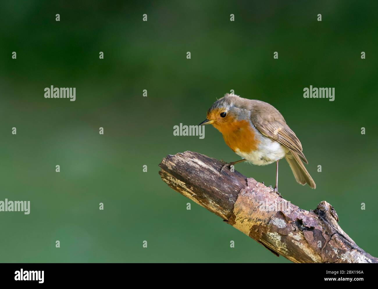 Robin erithacus rubecula recherche de source alimentaire en perçant sur un point de vue . Norfolk Garden Royaume-Uni. Banque D'Images