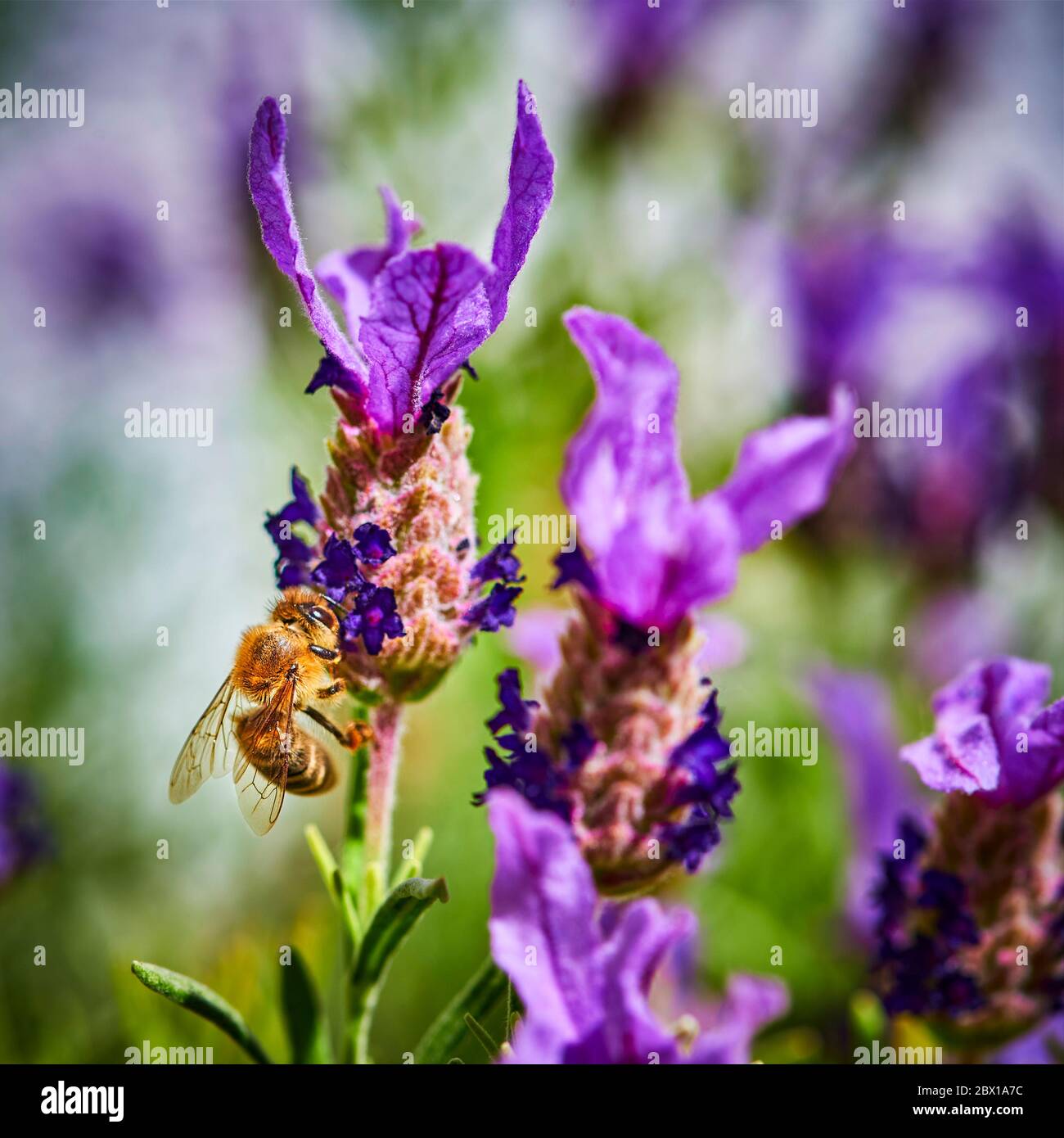 Abeille (Apis) sur la lavande (Lavandula angustifolia) à une prairie d'herbes sauvages. Banque D'Images