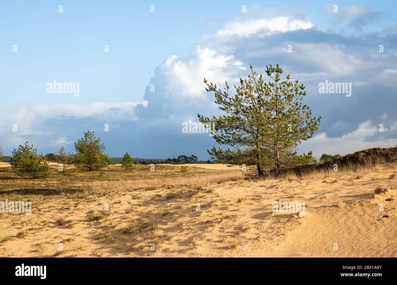 Les pins poussent dans le sol sablonneux de Kootwijkerzand au Veluwe, aux pays-Bas. C'est une belle journée en hiver avec une belle lumière du soleil et un bea Banque D'Images