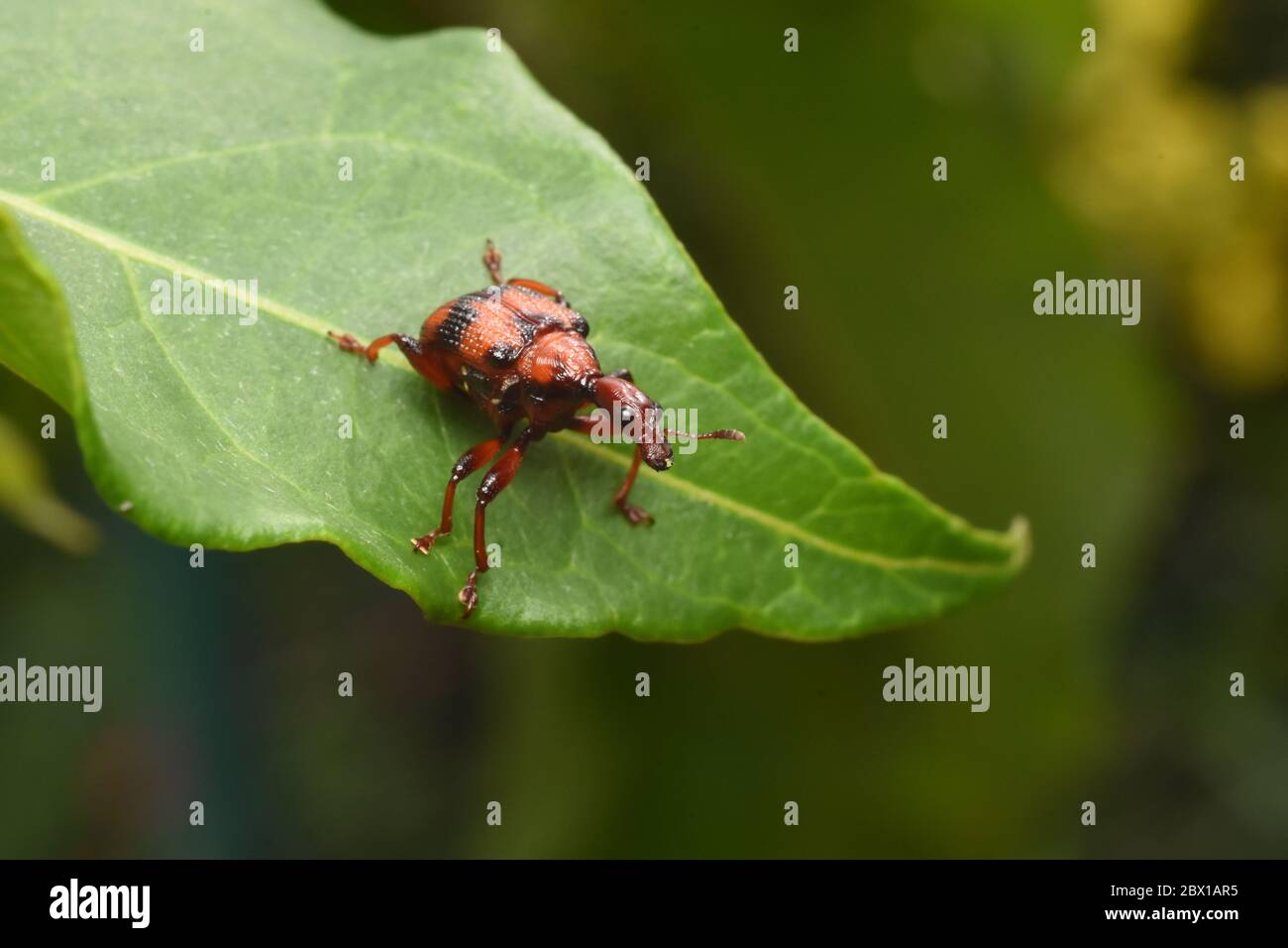 gros plan d'un charançon rouge dans la nature Banque D'Images