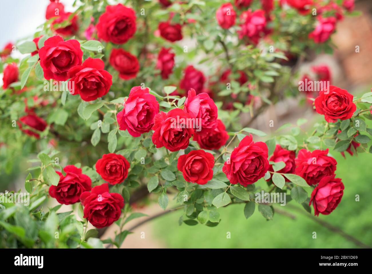 Partie de rose rouge avec beaucoup de belles fleurs Banque D'Images