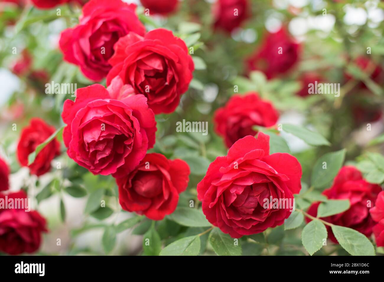 Partie de rose rouge avec beaucoup de belles fleurs Banque D'Images