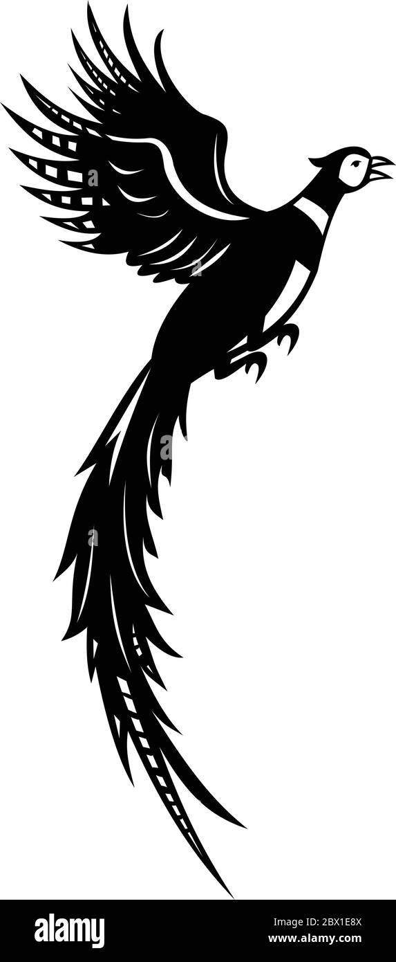 Illustration noire et blanche d'une silhouette de faisan commun ou de faisan à col annulaire survolant vu du côté sur fond blanc isolé fait Illustration de Vecteur