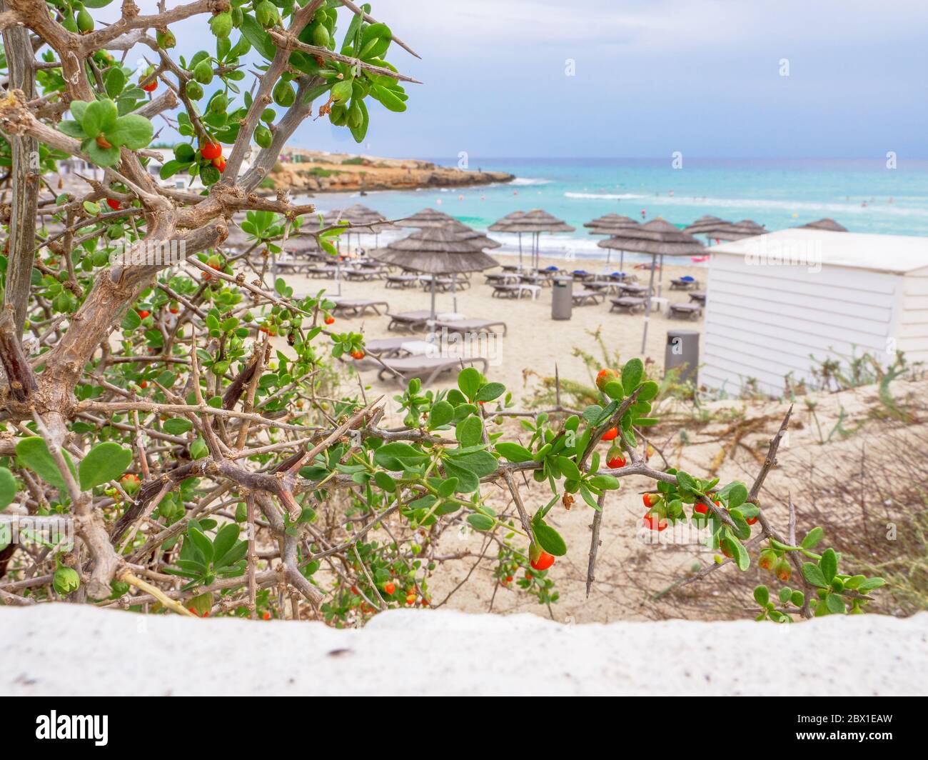 Arbuste à feuilles persistantes épineuses de bupthorn (Lycium ferocissimum) avec baies rouges lisses et arrondies, accroissant près de la mer Méditerranée et de la plage de Nissi. Banque D'Images