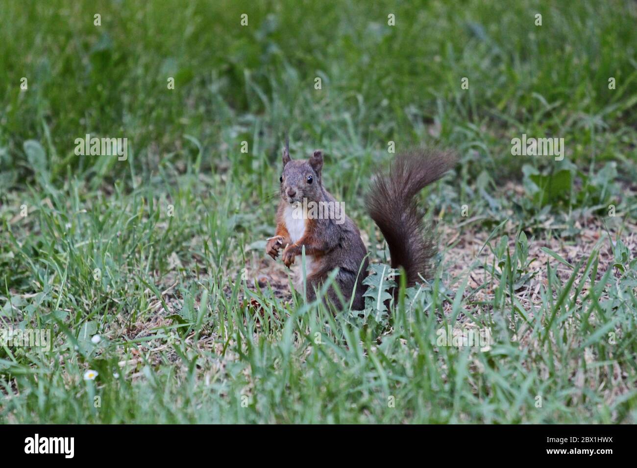 Écureuil brun debout sur l'herbe dans un parc de la ville Banque D'Images