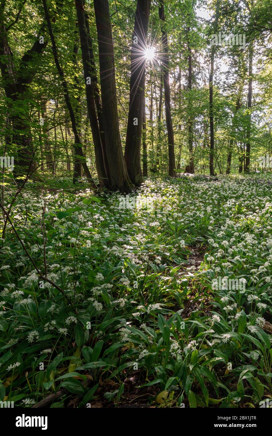 Forêt mixte de feuillus au printemps, floraison de Ramsons (Allium ursinum) sur le fond de forêt, Perlacher Forst, Bavière, Allemagne Banque D'Images