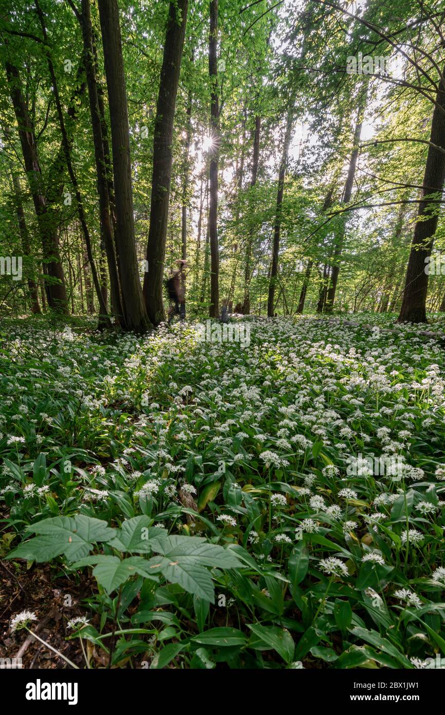 Forêt mixte de feuillus au printemps, floraison de Ramsons (Allium ursinum) sur le fond de forêt, Perlacher Forst, Bavière, Allemagne Banque D'Images