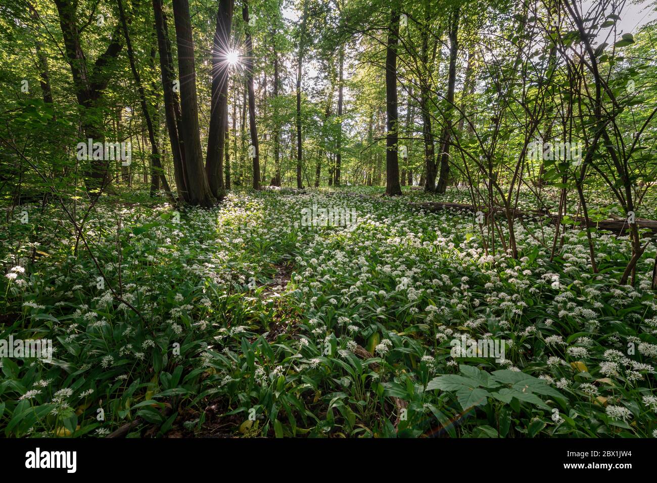 Forêt mixte de feuillus au printemps, floraison de Ramsons (Allium ursinum) sur le fond de forêt, Perlacher Forst, Bavière, Allemagne Banque D'Images