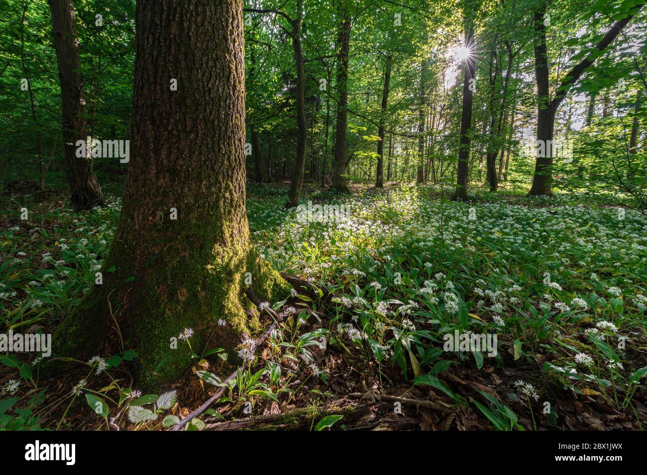Forêt mixte de feuillus au printemps, floraison de Ramsons (Allium ursinum) sur le fond de forêt, Perlacher Forst, Bavière, Allemagne Banque D'Images