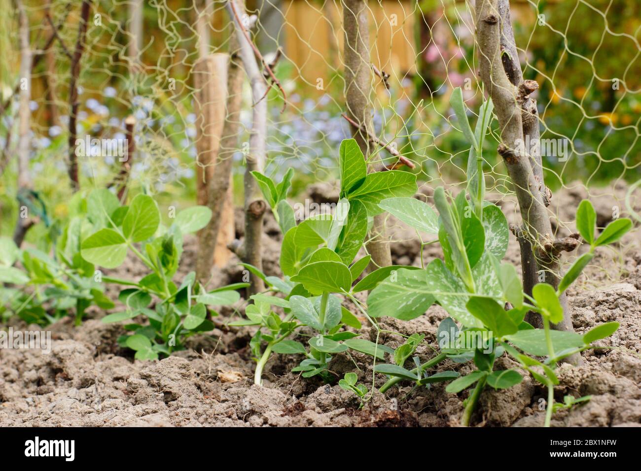 Pisum sativum 'Kelvedon Wonder'. Les jeunes plants de pois qui poussent sur des supports de rameaux et de filets dans un potager domestique. ROYAUME-UNI Banque D'Images