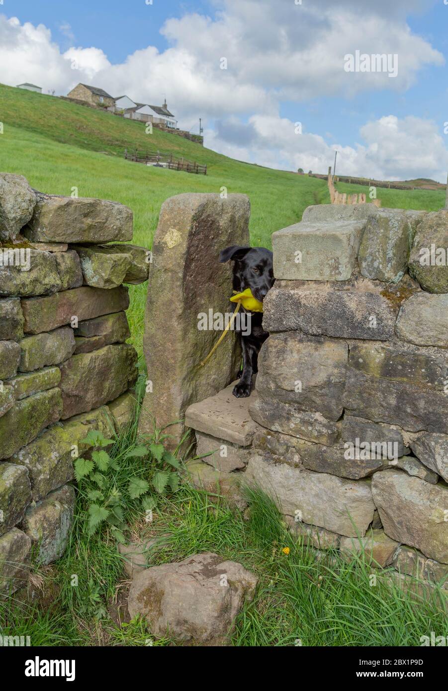 Un Labrador retriever noir monte à travers une pierre tout en portant un jouet pour chien de garde. Banque D'Images