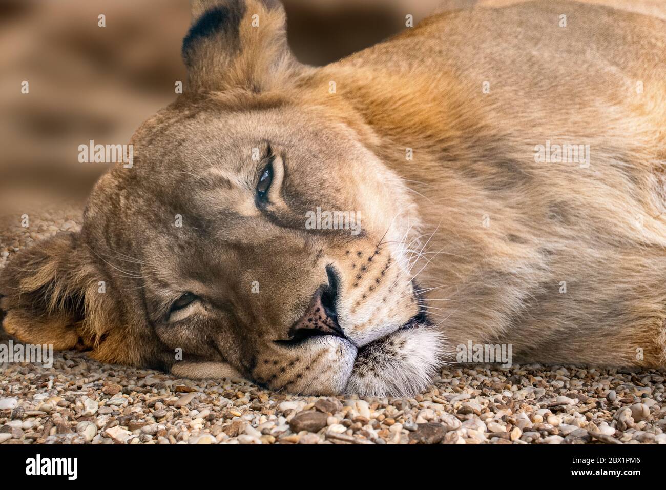 Lion femelle, lionesses endormies tête gros plan, pose sur de petites pierres de galets avec un arrière-plan ensoleillé et flou. Animaux sauvages, gros chat Banque D'Images