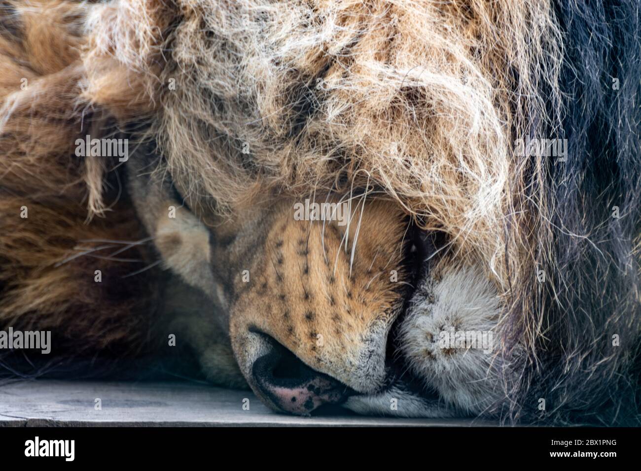 Gros Plan De La Tete Du Lion Portrait De Grand Chat Sauvage Endormi Photo Stock Alamy