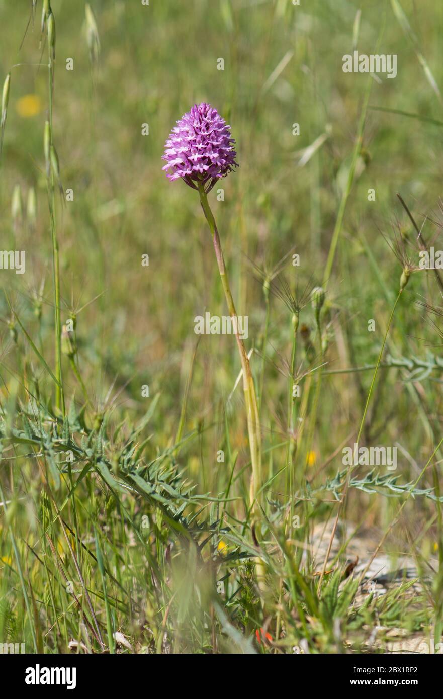 Anacamptis pyramidalis, orchidée pyramidale, orchis, orchidées sauvages, Andalousie, Espagne Banque D'Images