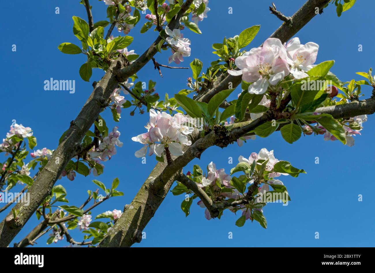 Gros plan de fleurs de fleur rose sur le pommier Charles Ross au printemps contre le ciel bleu brillant Angleterre Royaume-Uni GB Grande-Bretagne Banque D'Images