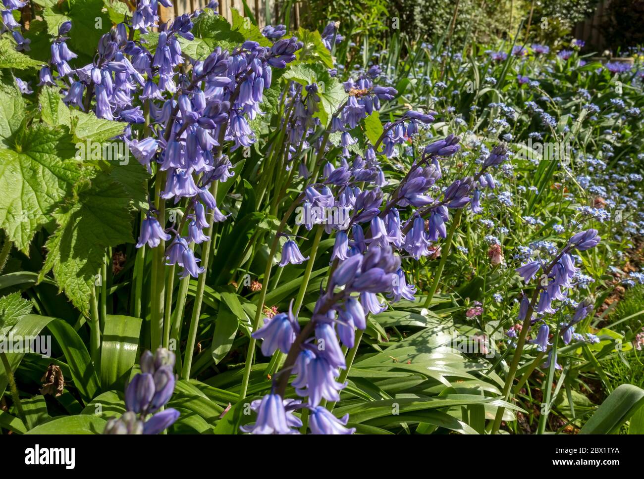 Gros plan des bleuets bluebell cultivés et Forget me nots fleurs bleues fleuries à la frontière du printemps Angleterre Royaume-Uni Grande-Bretagne Banque D'Images