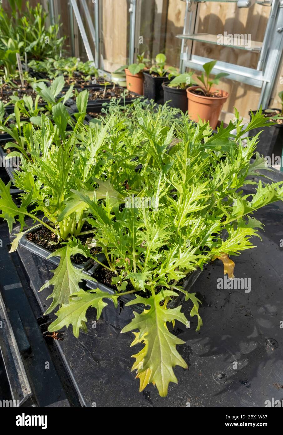 Gros plan de feuilles de salade mélangées croissant dans des pots de plantes en plastique dans la serre en été Angleterre Royaume-Uni Grande-Bretagne Banque D'Images
