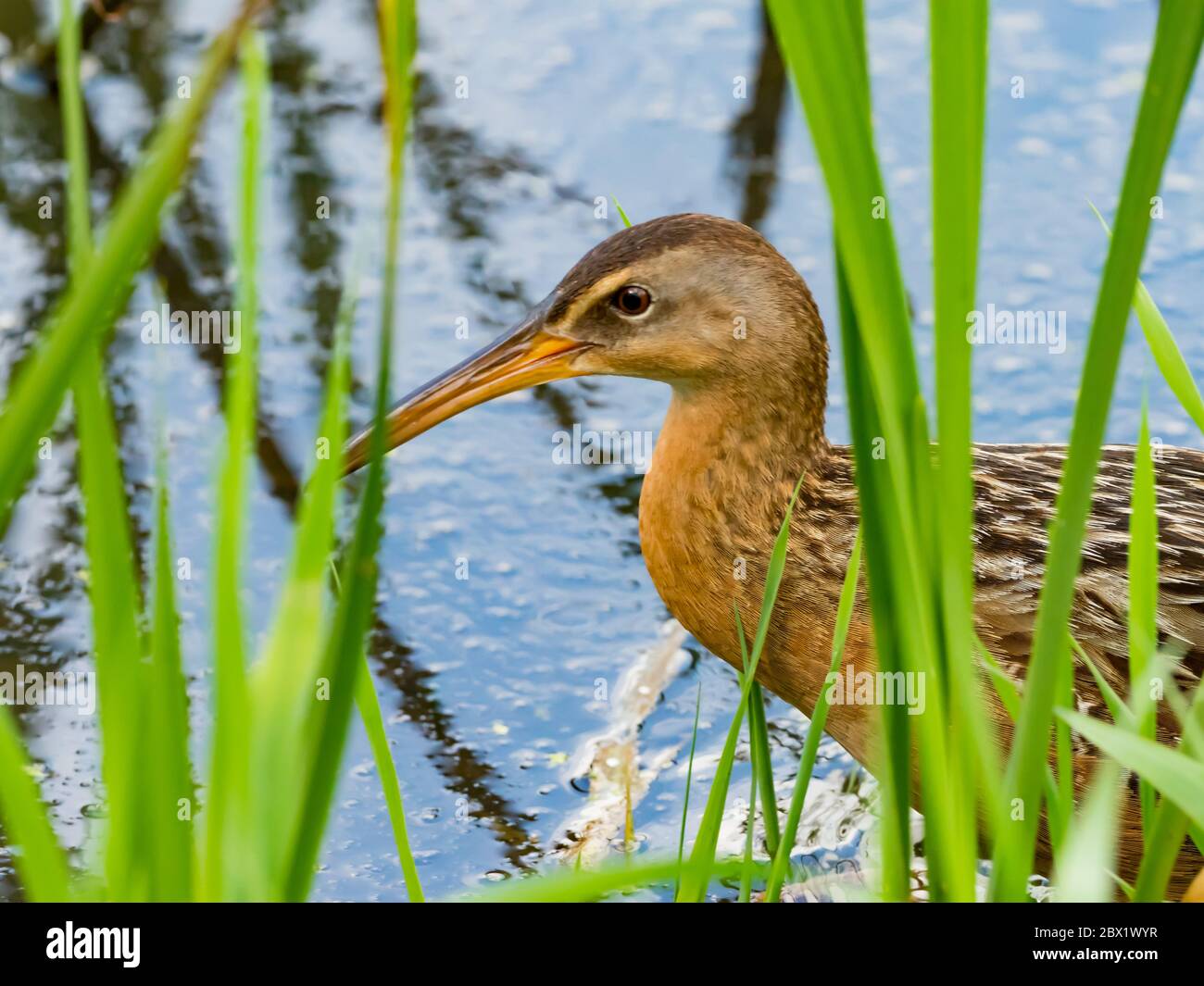 King Rail, Ralls elegans, un rail de migration trouvé dans les marais et les terres humides d'Amérique du Nord Banque D'Images