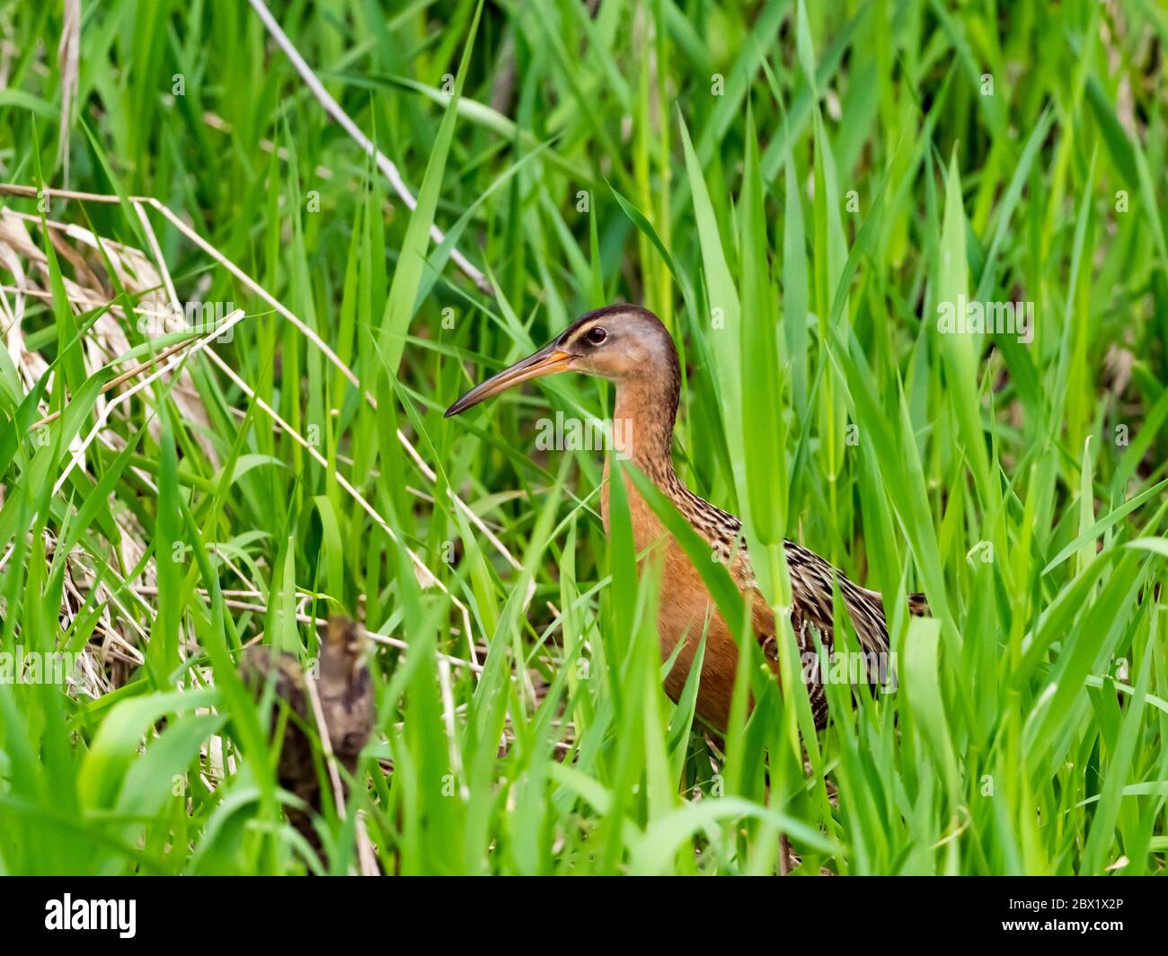 King Rail, Ralls elegans, un rail de migration trouvé dans les marais et les terres humides d'Amérique du Nord Banque D'Images