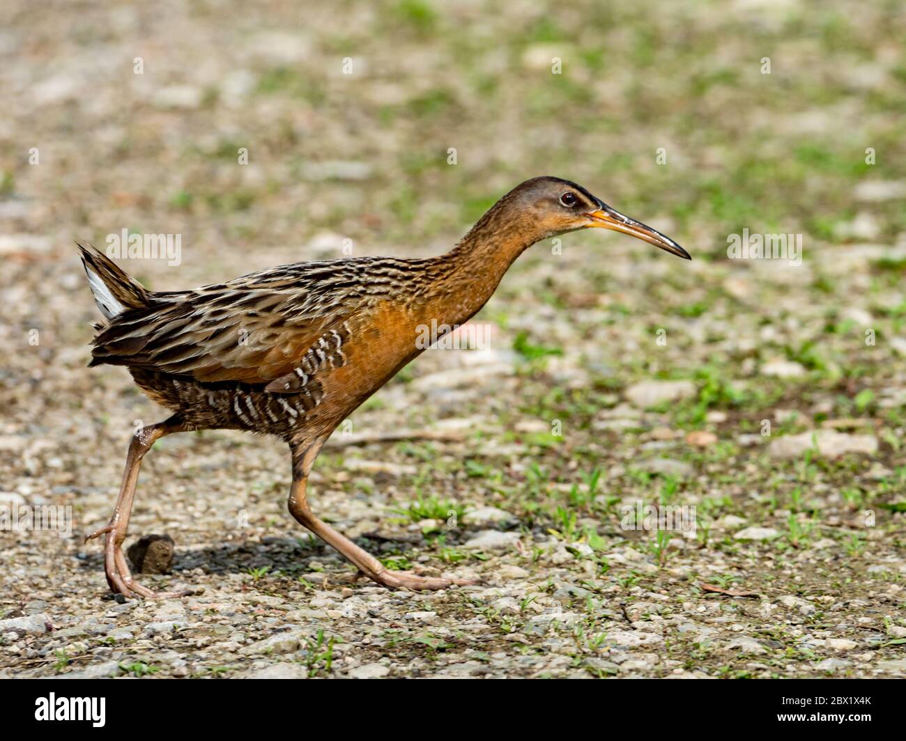 King Rail, Ralls elegans, un rail de migration trouvé dans les marais et les terres humides d'Amérique du Nord Banque D'Images