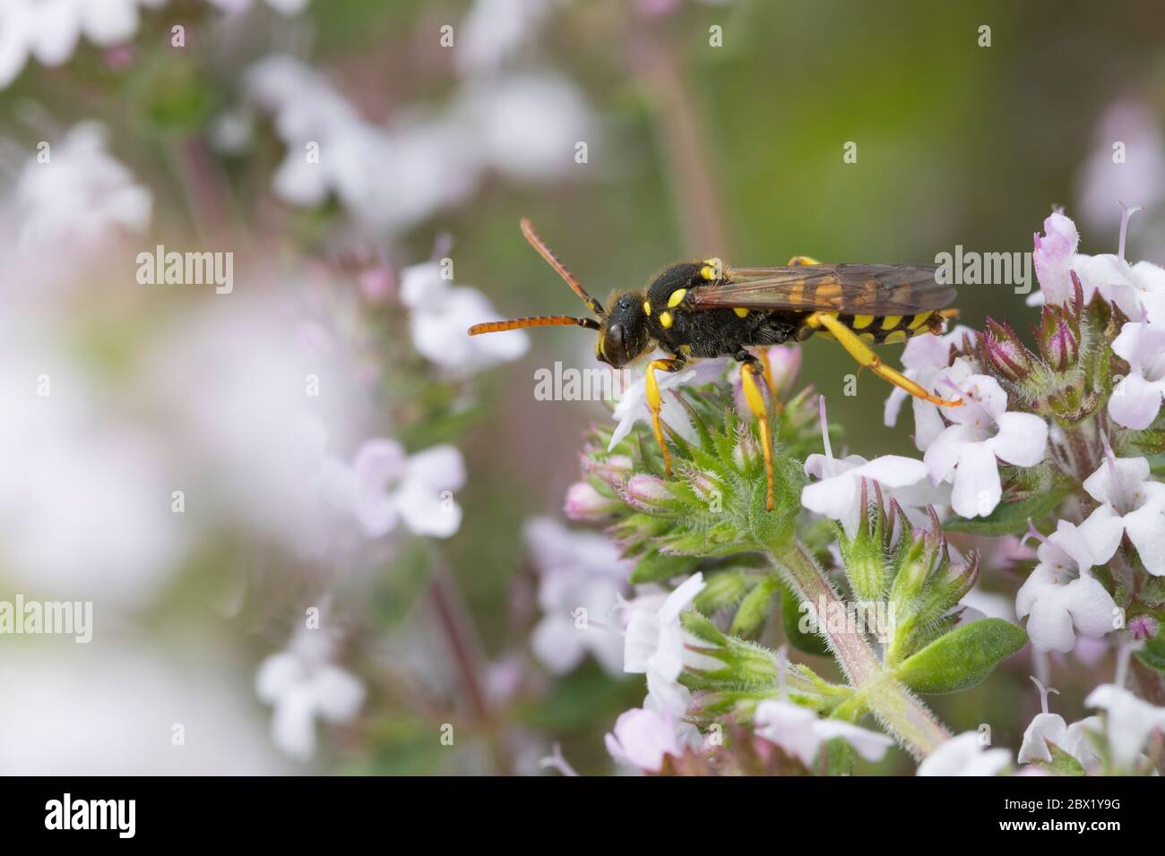 Gegürtete Wespenbiene, Wespenbiene, Kuckucksbiene, Wespen-Biene, Kuckucks-Biene, Weibchen, Nomada succincta, Nomada fulvicornis, Nomad-B à pattes jaunes Banque D'Images