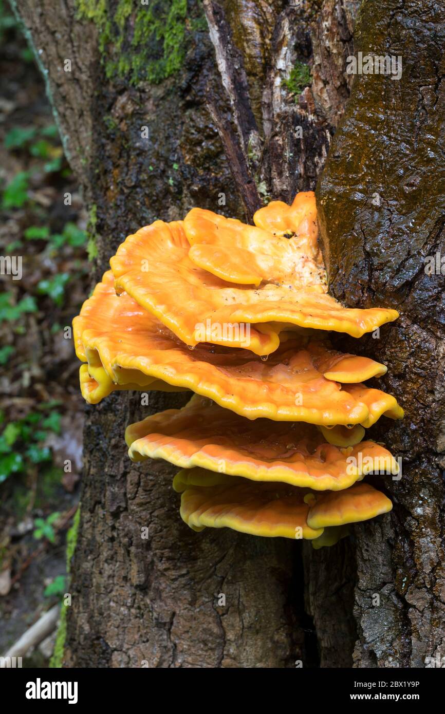 Schwefel-Porling, Schwefelporling, Gemeiner Schwefelporling, an Eiche, an einem Eichenstamm, Porling, Laetiporus sulfureus, polypore de soufre, soufre Banque D'Images