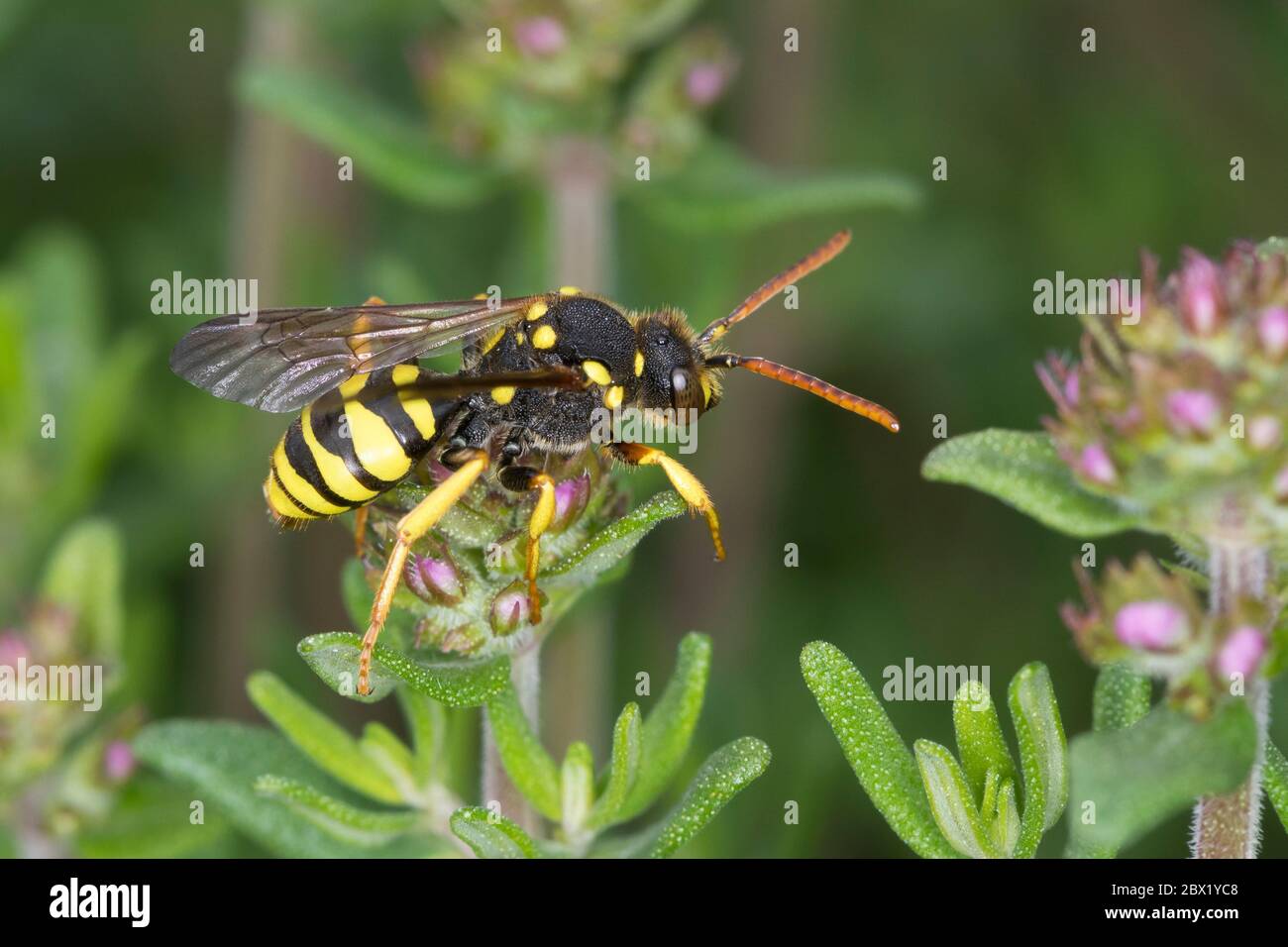 Gegürtete Wespenbiene, Wespenbiene, Kuckucksbiene, Wespen-Biene, Kuckucks-Biene, Weibchen, Nomada succincta, Nomada fulvicornis, Nomad-B à pattes jaunes Banque D'Images