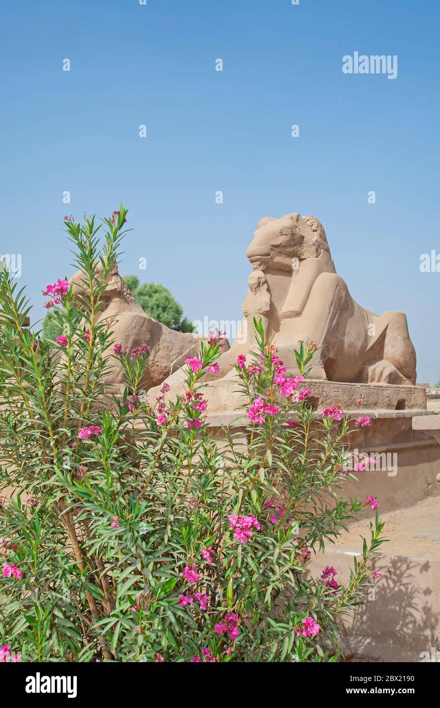 Des statues anciennes de sphinx en pierre à tête de bélier égyptien avec buisson en fleur en premier plan au temple de Karnak à Louxor Banque D'Images