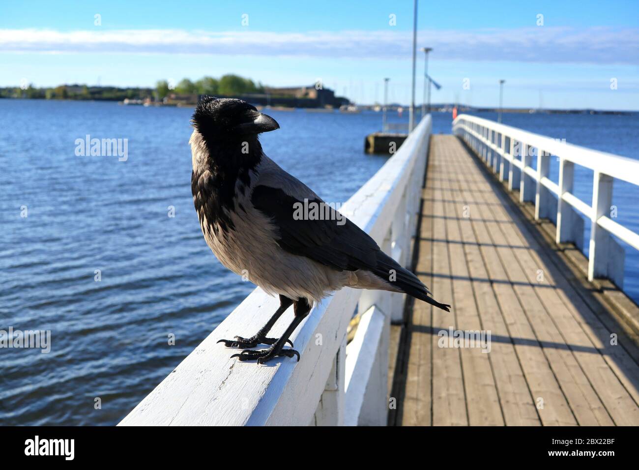 Cloheting Crow, Corvus cornix, bénéficiant d'une agréable brise estivale perchée sur la rambarde en bois de la jetée. dof peu profond, accent sur l'oiseau. Banque D'Images