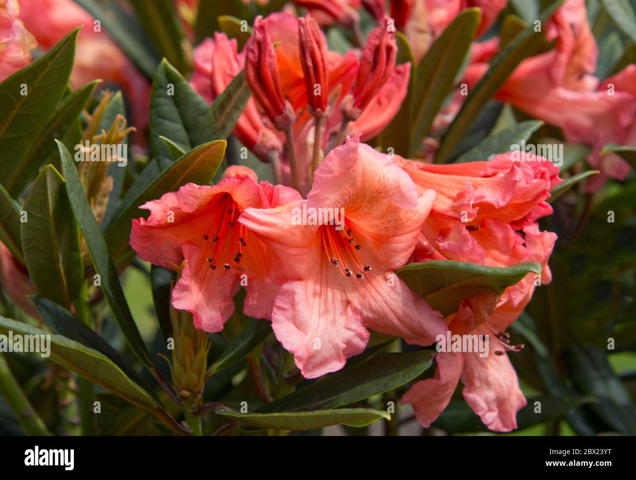 Fleurs pourpres rouges foncé de Rhododendron 'Tortoiseshell Orange' un arbuste moyen à feuilles persistantes, Berkshire, mai Banque D'Images