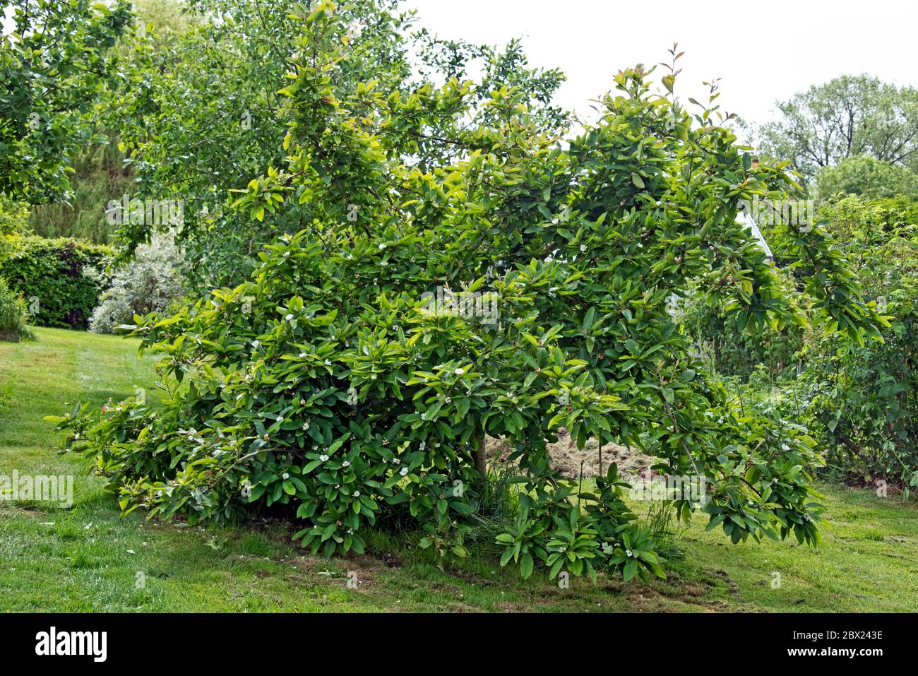 Un arbre médlar commun (Mespilus germanica) en pleine feuille juste après la floraison dans un jardin de campagne, Berkshire, mai Banque D'Images