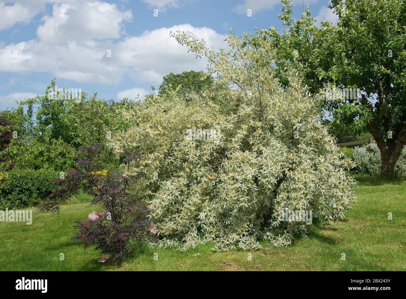 Eleagnus 'Quicksilver', un grand arbuste avec des feuilles de lancéolate d'argent et un parfum parfumé contrastant le feuillage sombre de Sambucus 'Black Lace' Banque D'Images