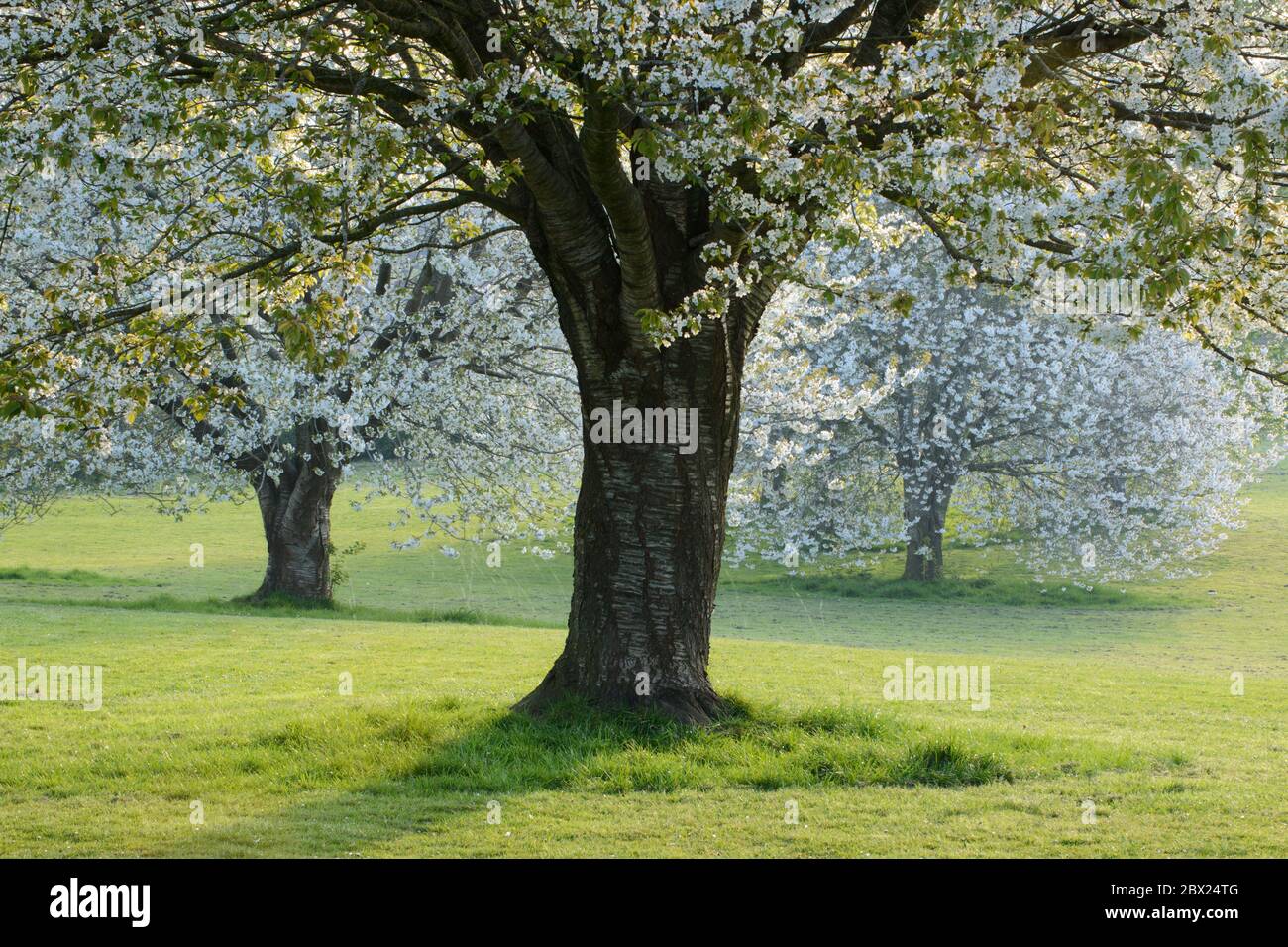 Un groupe de cerisiers en fleurs sauvages (Prunus avium) dans un parc à Somerset, au Royaume-Uni. Banque D'Images