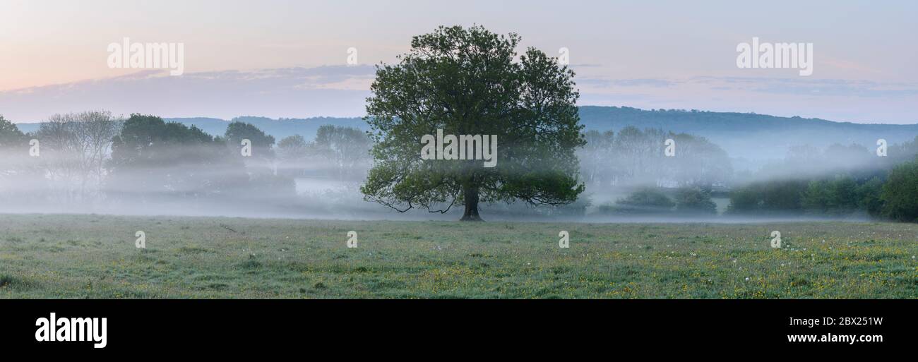 Un arbre de cendres (Fraxinus excelsior) isolé dans un champ, le matin d'une brumeuse, dans le nord du Somerset. Banque D'Images