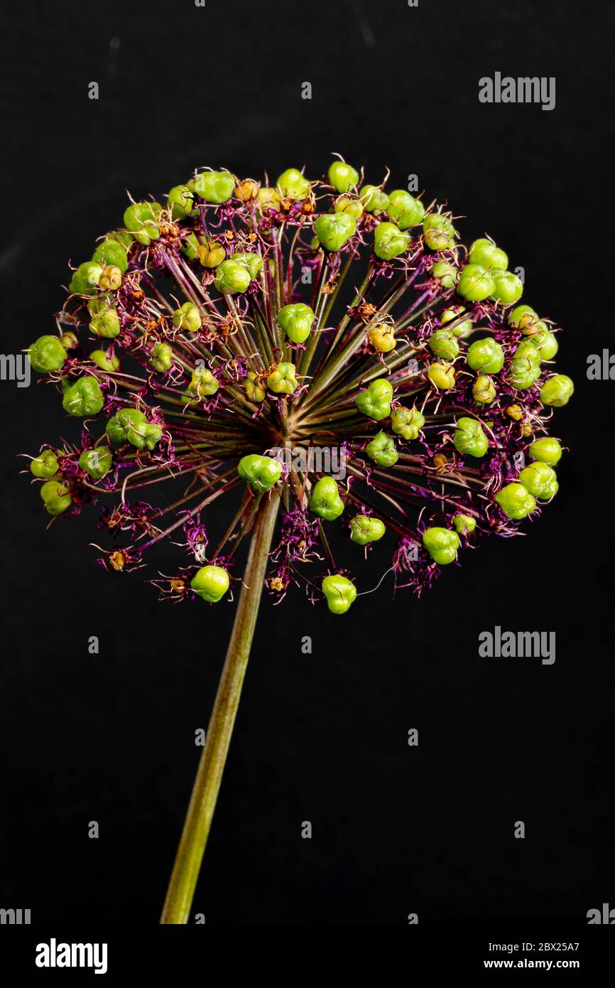 Grande tête de semence d'Allium sur fond noir Banque D'Images