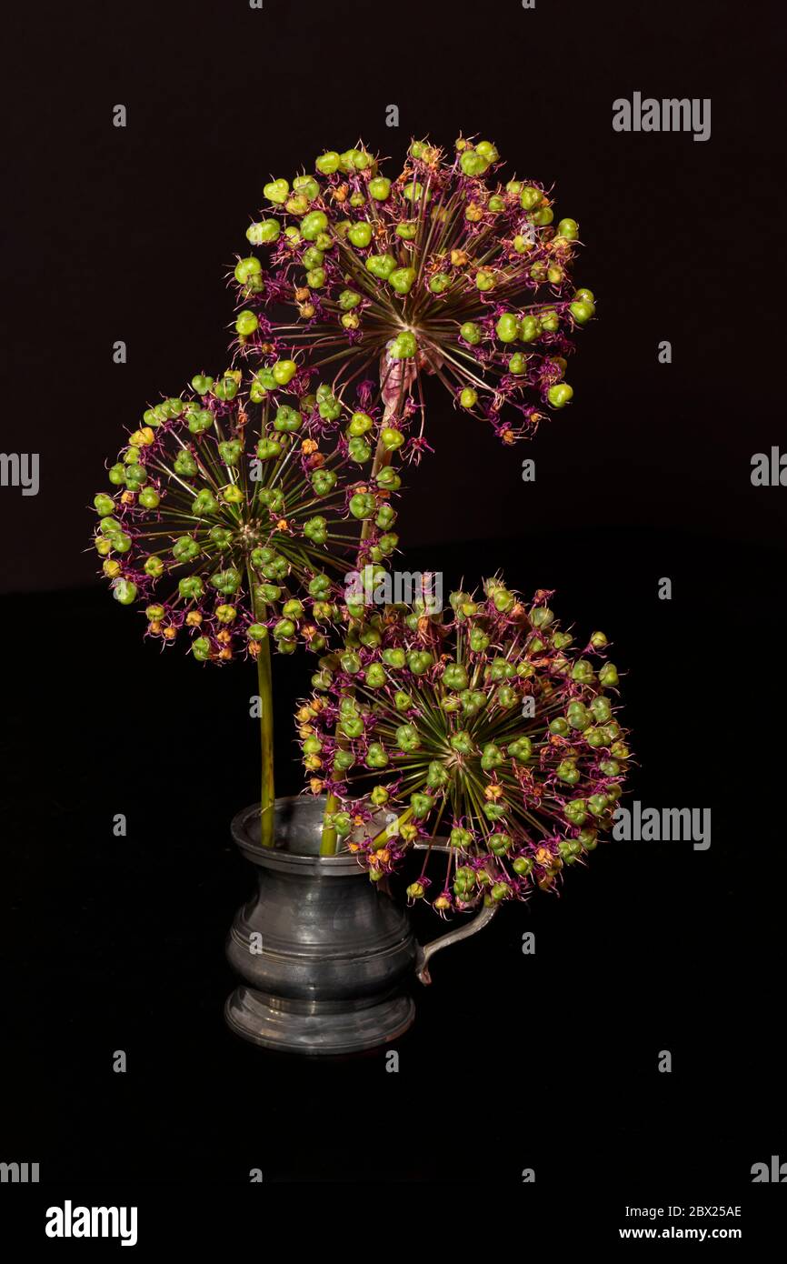 Grande tête de semence d'Allium sur fond noir Banque D'Images