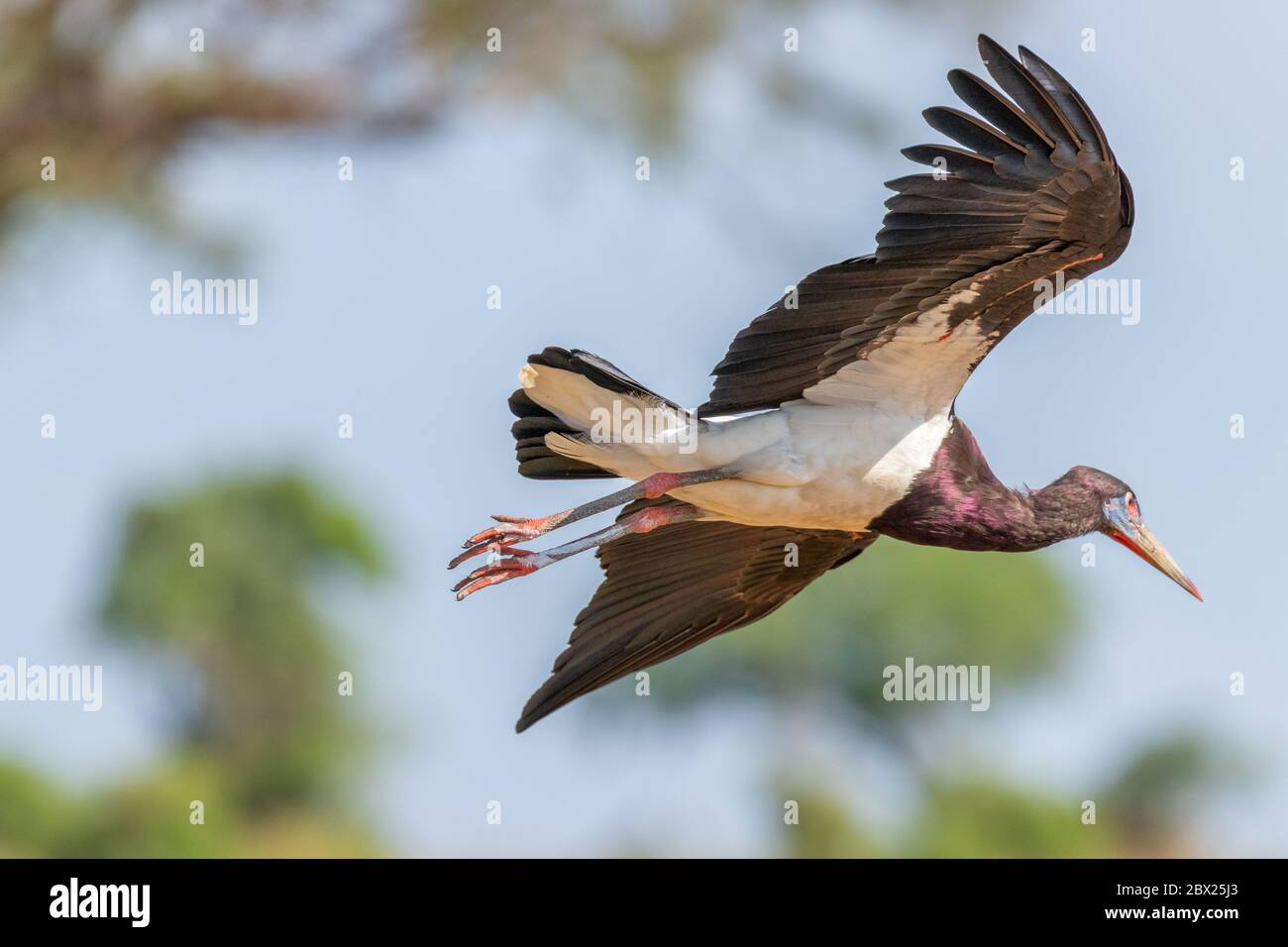 Le cigogne d'Abdim (Ciconia abdimii) volant dans les airs, parc national de Murchison Falls, Ouganda. Banque D'Images