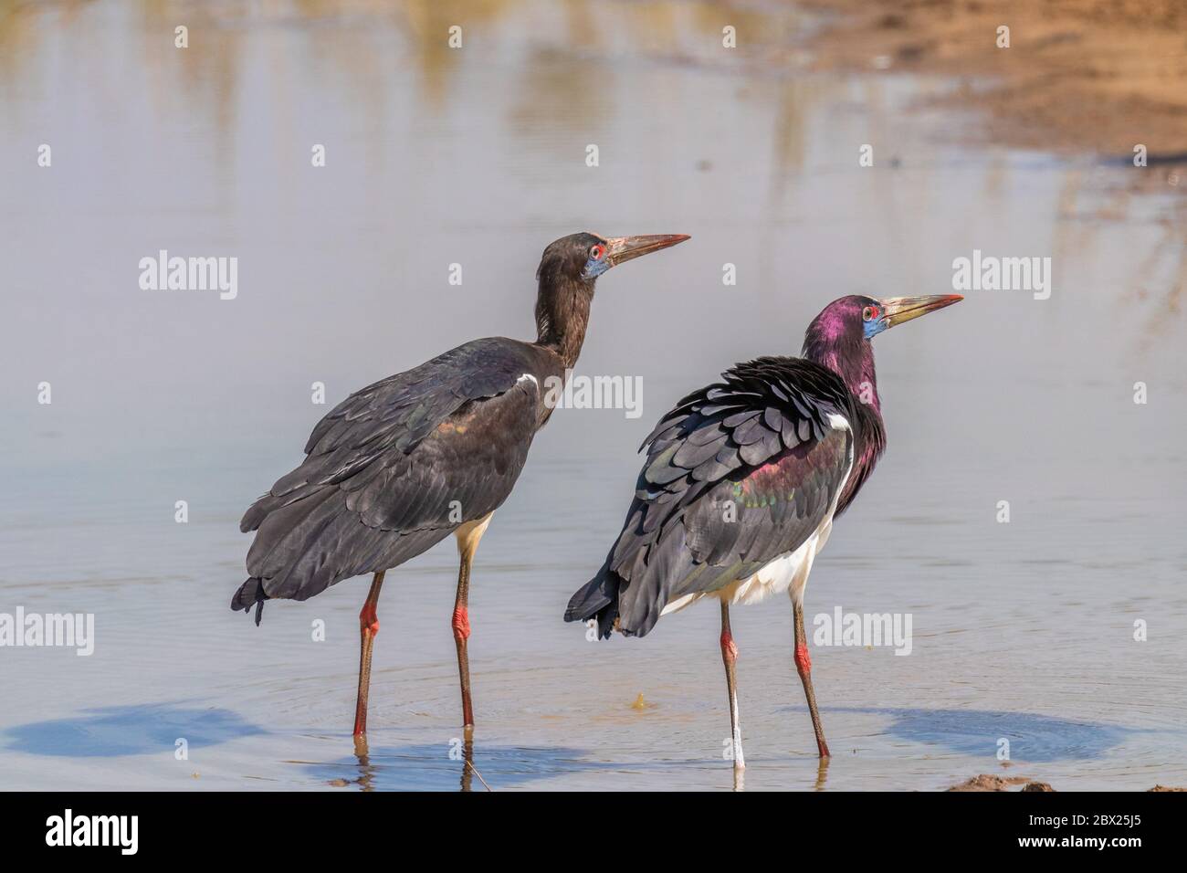 Le cigogne d'Abdim (Ciconia abdimii) dans un trou d'eau, parc national de Murchison Falls, Ouganda. Banque D'Images