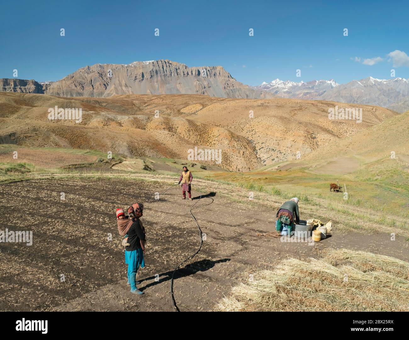 Les femmes préparent un champ sec en préparation d'une récolte de céréales dans la vallée de Spiti et l'Himalaya en été à Komachal Pradesh, Inde. Banque D'Images