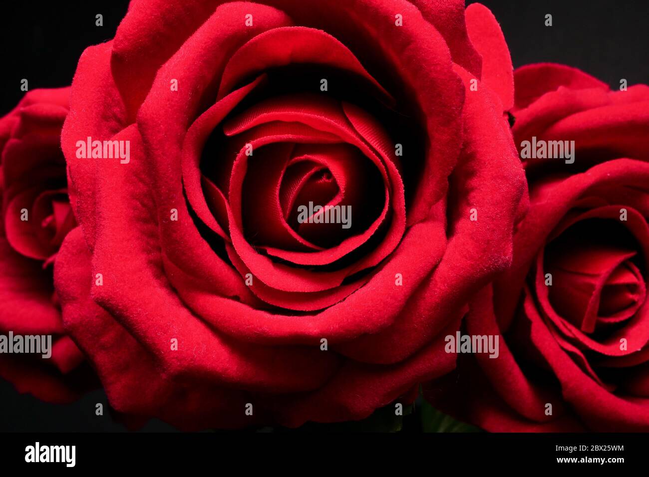 Gros plan bouquet de roses rouges sur fond noir. Banque D'Images