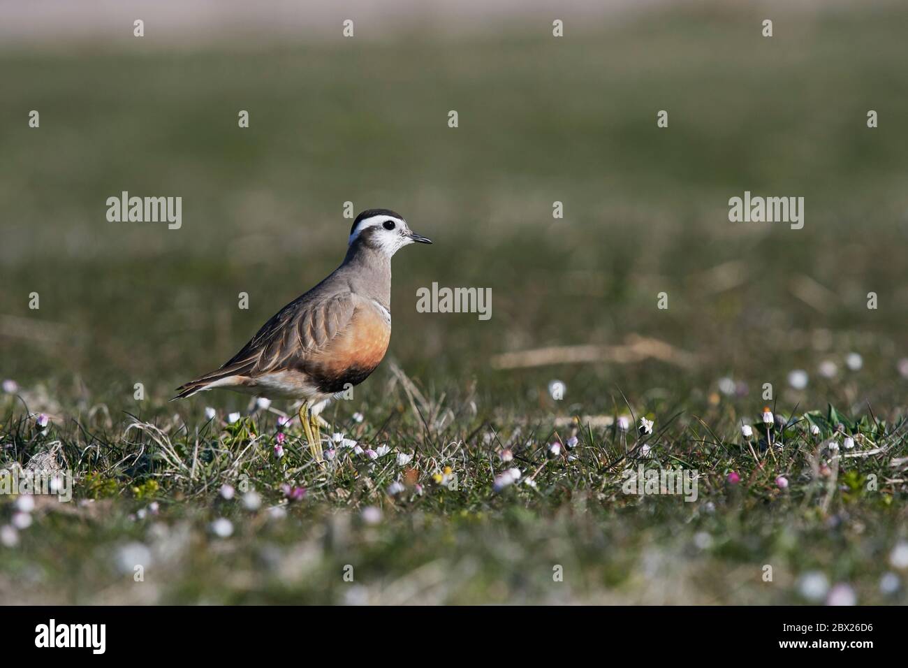 Dotterel (Charadrius morinellus) Royaume-Uni Banque D'Images