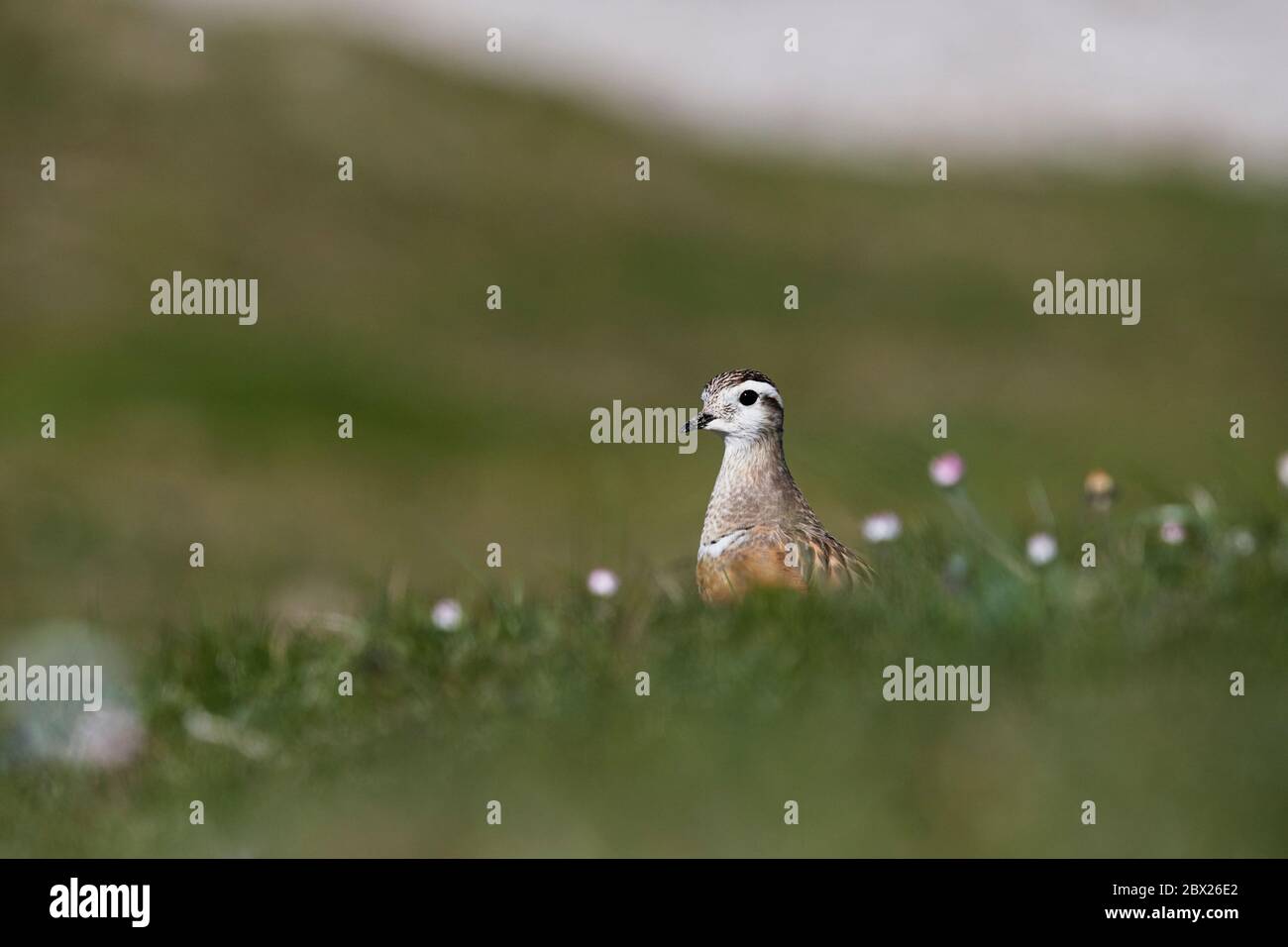 Dotterel (Charadrius morinellus) Royaume-Uni Banque D'Images