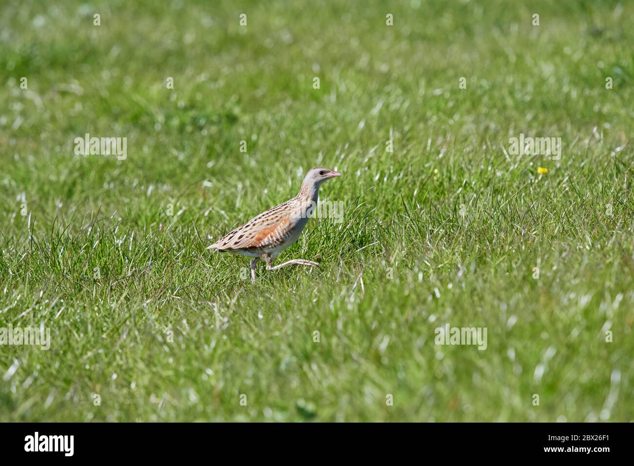 Corncrake (Crex crex) Royaume-Uni Banque D'Images