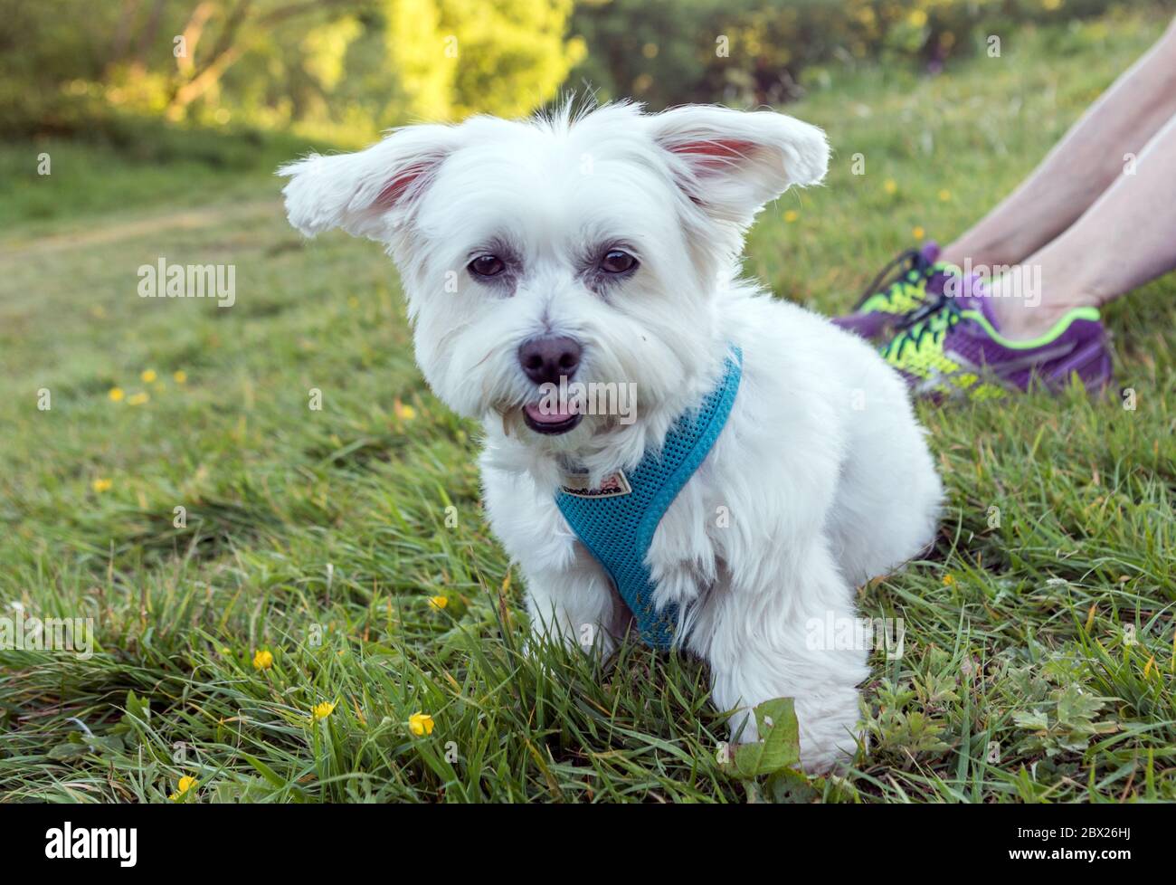 Un chien Terrier maltais de Londres Banque D'Images