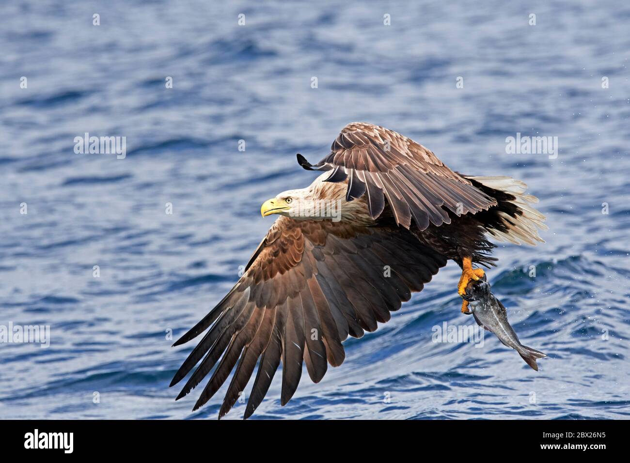 Aigle à queue blanche (haliatus albicilla) Royaume-Uni Banque D'Images