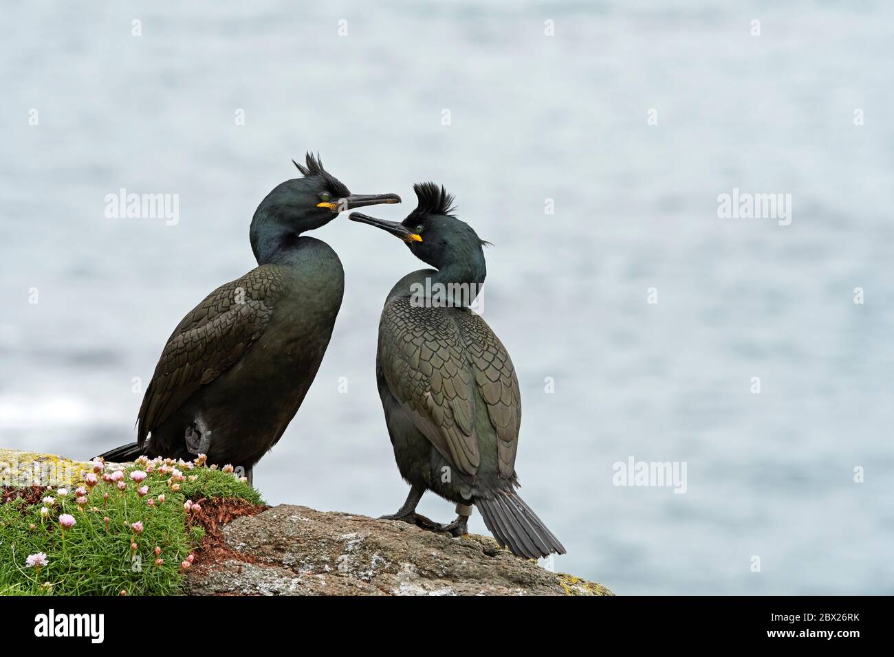 Brac européen (Phalacrocorax aristotelis) Royaume-Uni Banque D'Images